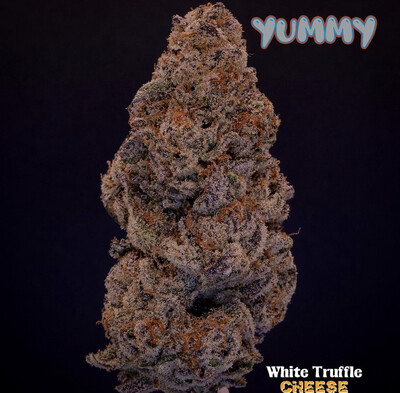 YUMMY || WHITE TRUFFLE CHEESE