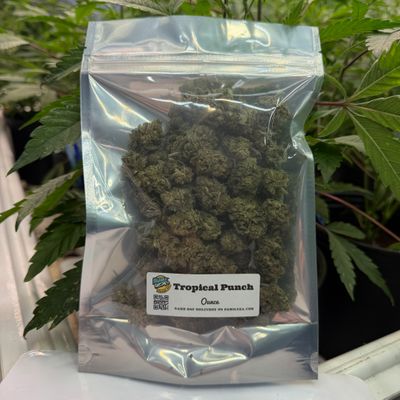 Tropical Punch | Sativa-Hybrid | Gold Ounce Tropical Punch | Sativa-Hybrid | Gold Ounce