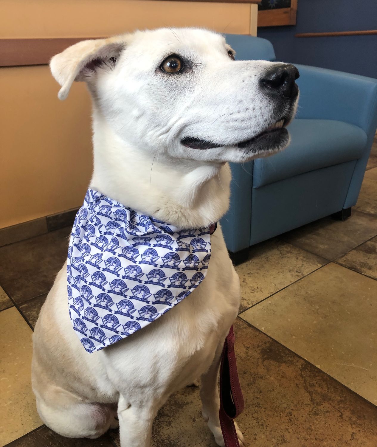 Code3 Dog/Cat Bandana
