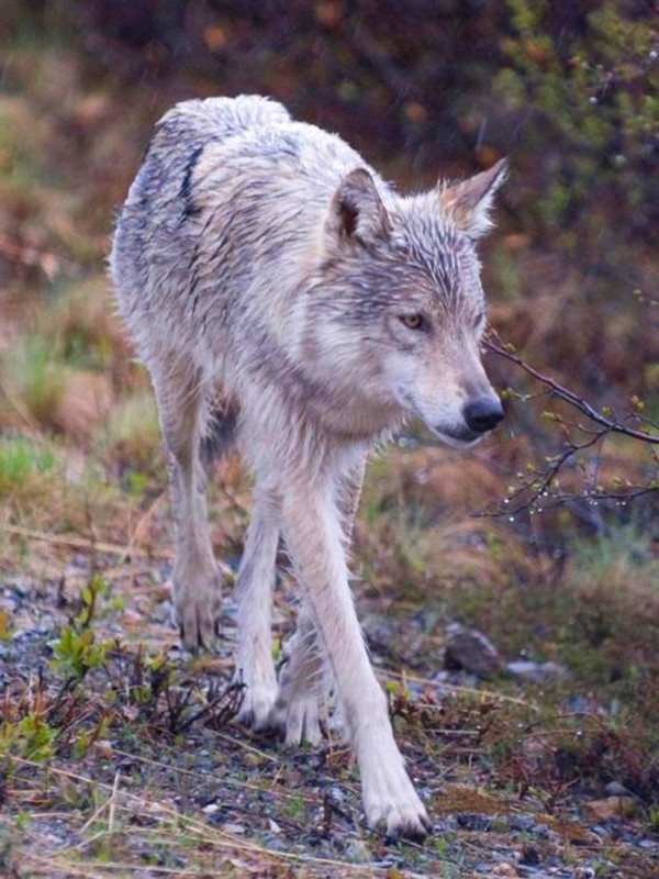 Wolf