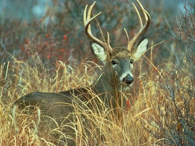 Wildlife