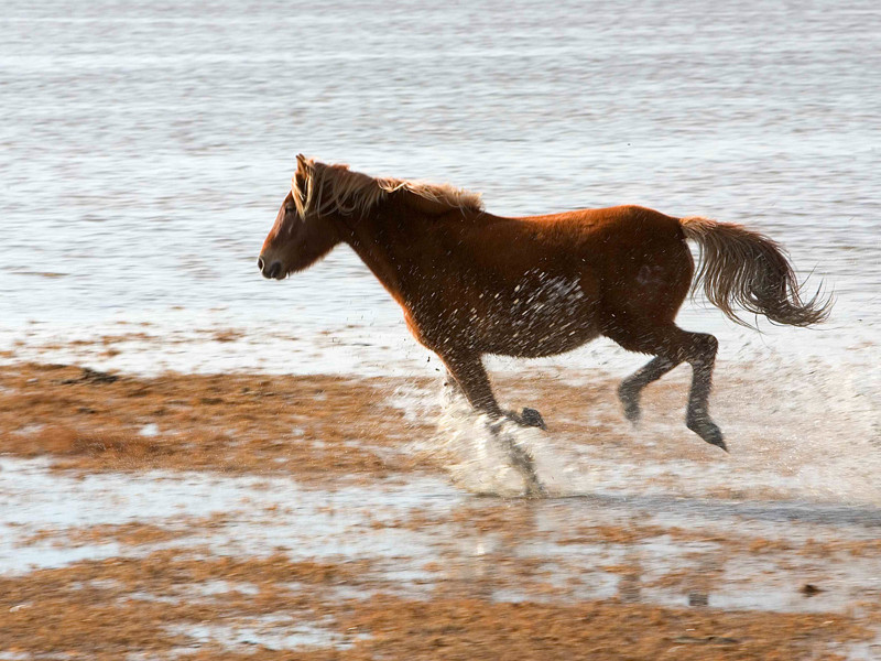 Wild Horse Glee