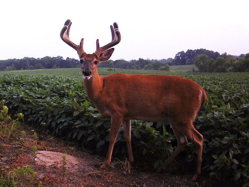 White Tailed Deer