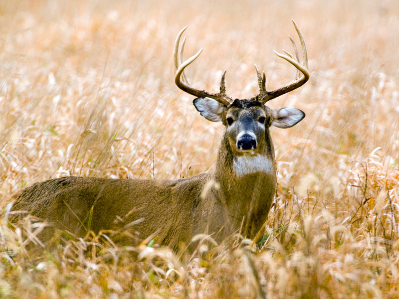 White Tailed Deer in Field