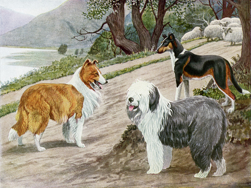 Vintage Dogs