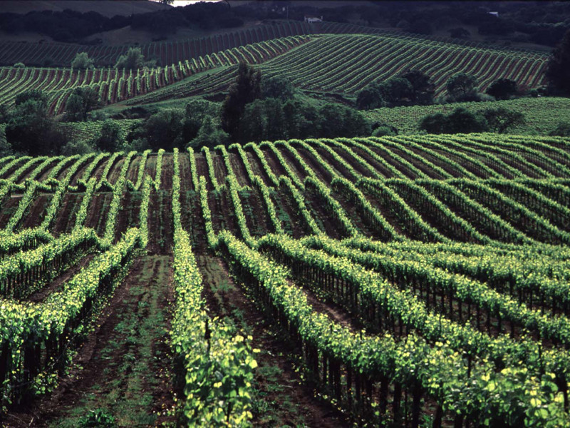 The Vineyard