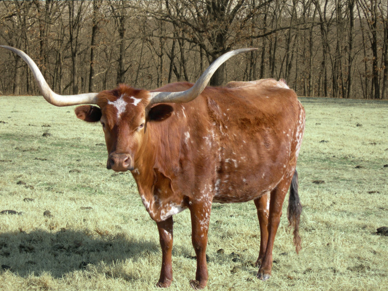 Texas Longhorn
