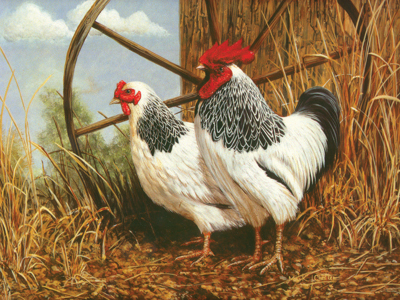 Sussex Pair