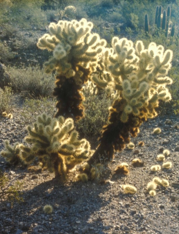 Teddy Bear Cactus