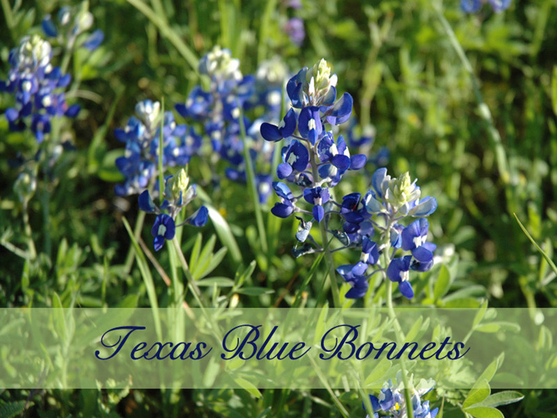 Texas Bluebonnets Bouquet