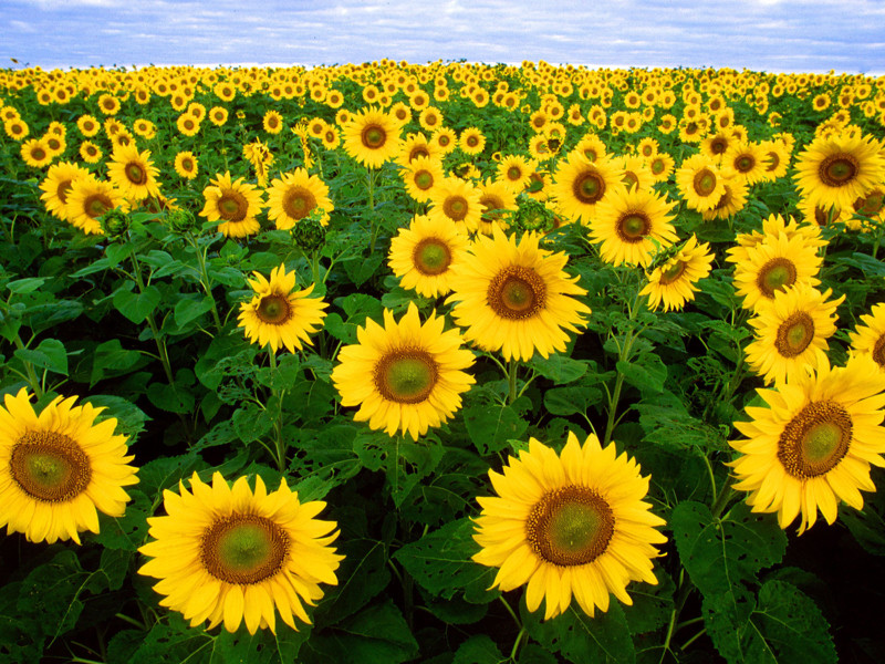 Sunflowers on the Prairie