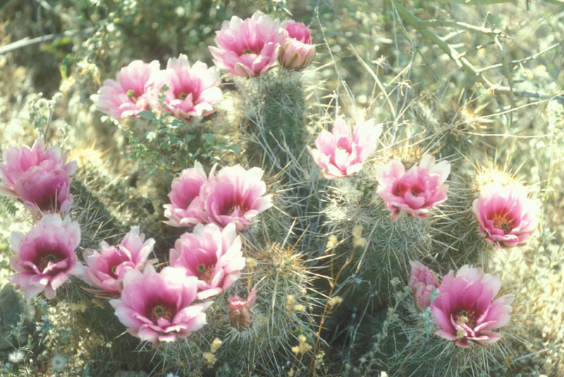 Strawberry Hedgehog Cactus