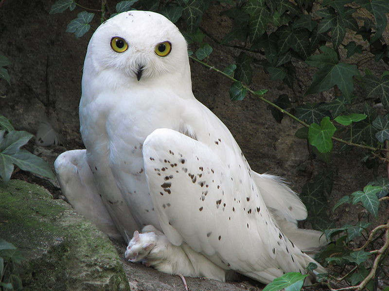 Snowy Owl 2
