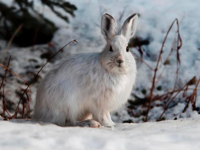Snowshoe Hare Alert Small