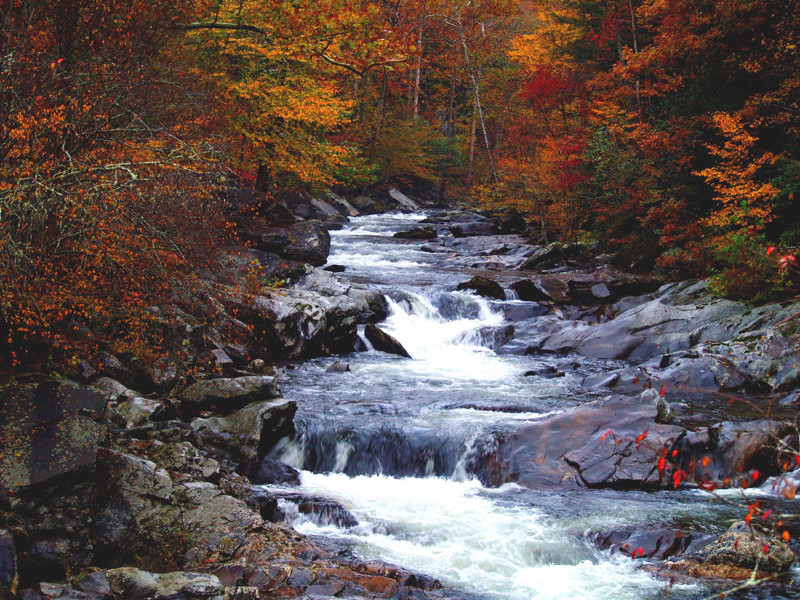 Smoky Mountain Stream