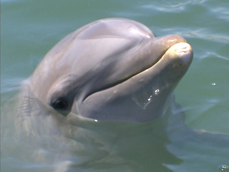 Smiling Dolphin