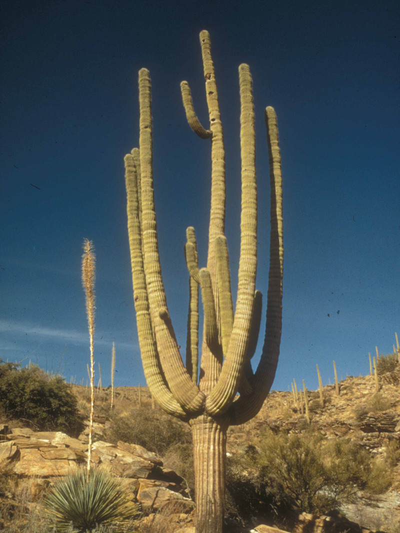 Scenic Saguaro