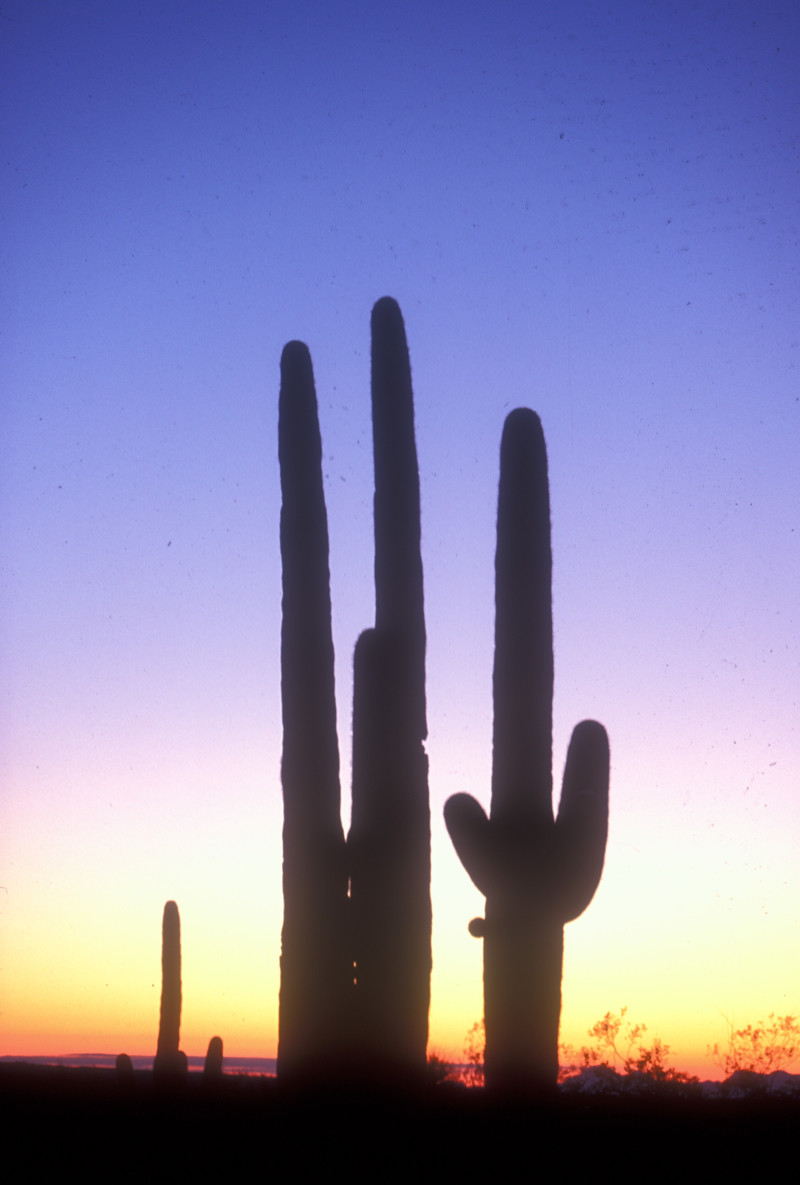 Saguaro at Sunset