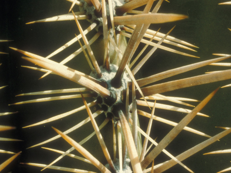 Saguaro Spines