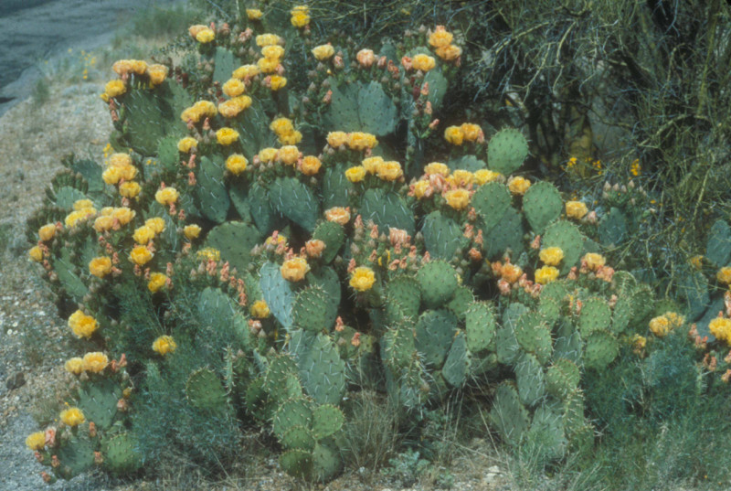 Prickly Pear