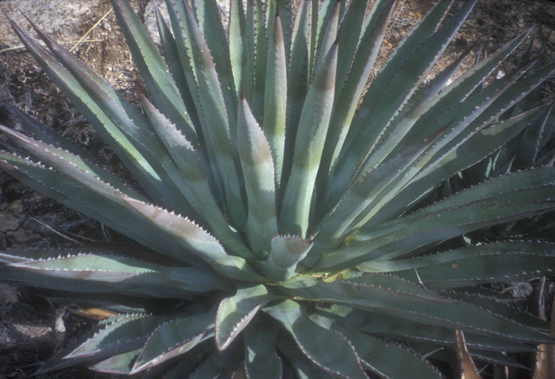 Palmer Agave Plant