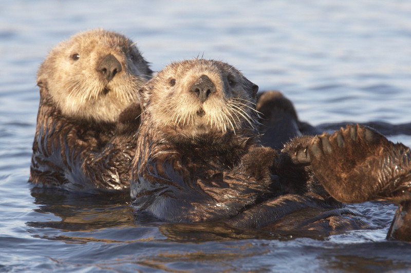 Otter Friends