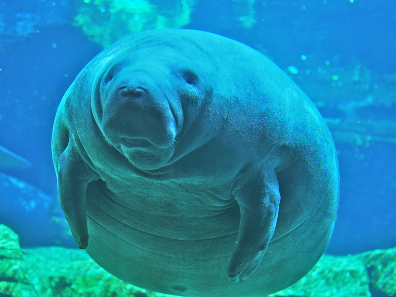 Orlando Manatee