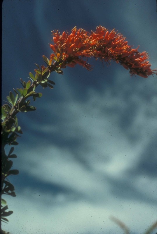 Ocotillo Flower