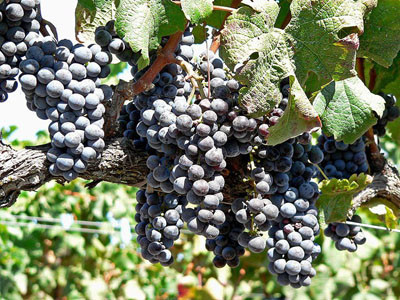 Napa Valley