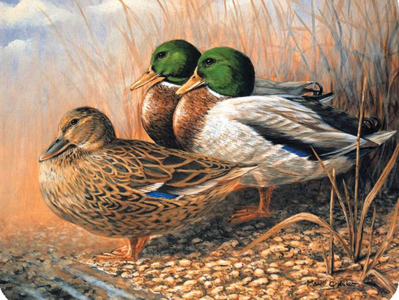 Mallards