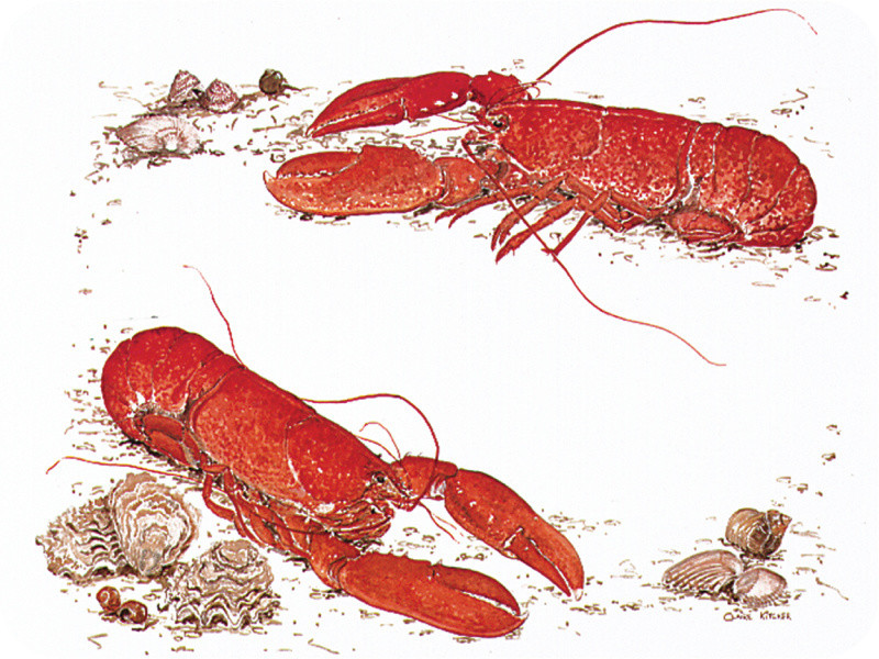 Lobster