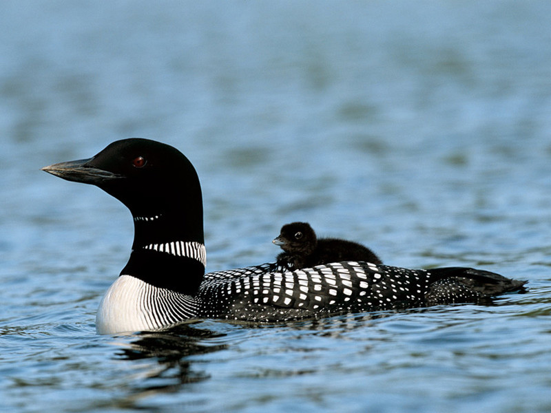 Loon and Baby