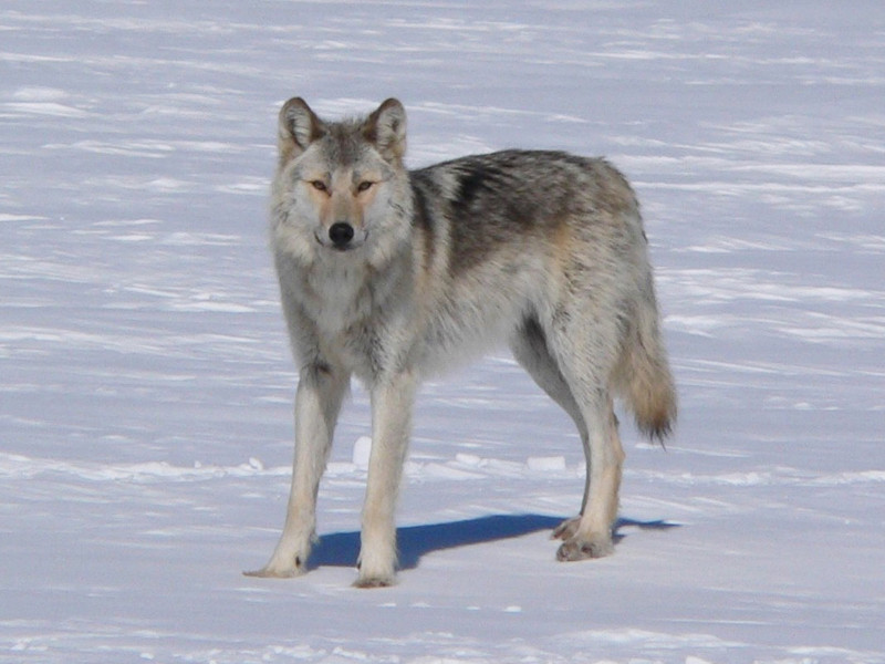 Lone Wolf