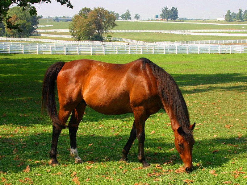 Kentucky Grazing