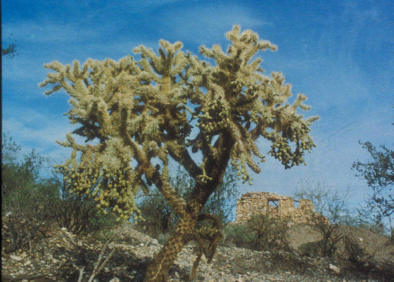Jumping Cholla