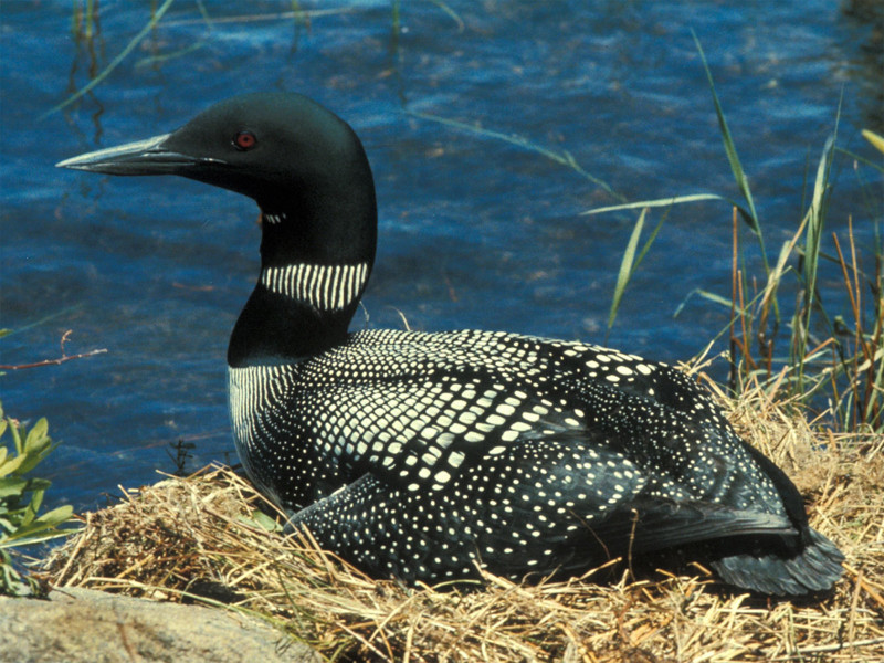 Loon on the Nest