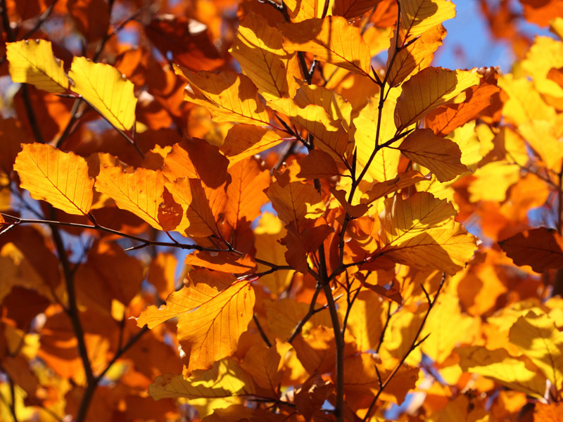 Autumn Glow