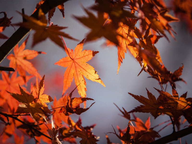 Autumn Leaves