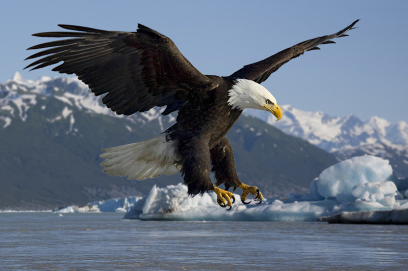 Bald Eagle Landing