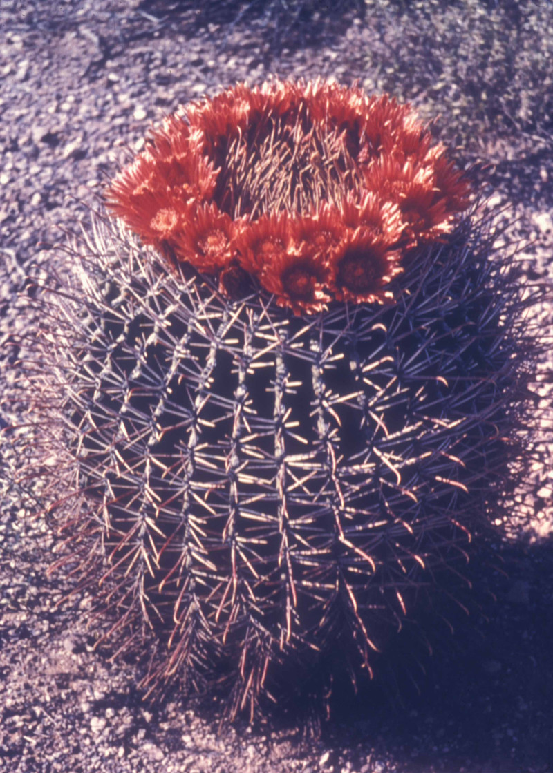 Barrel Cactus