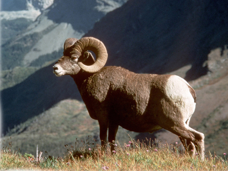 Bighorn Sheep
