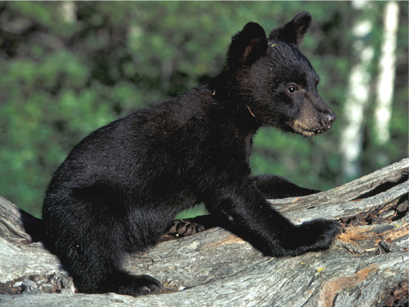 Black Bear Cub