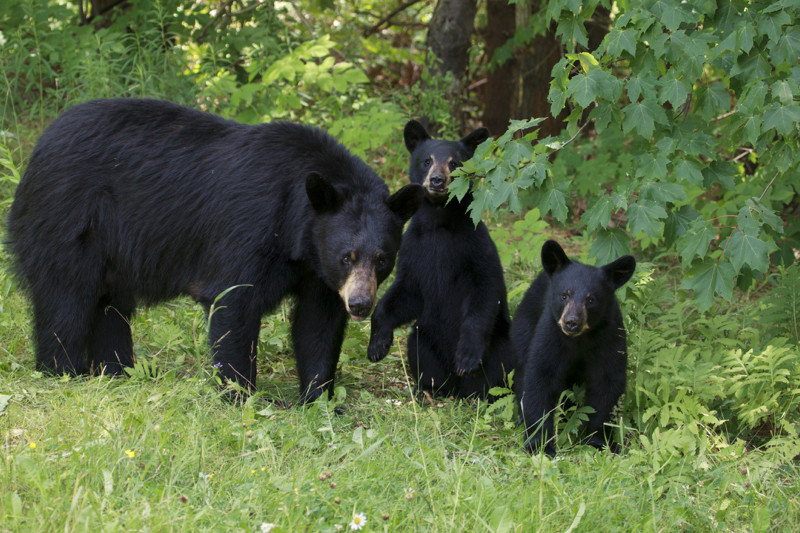 Black Bear Family