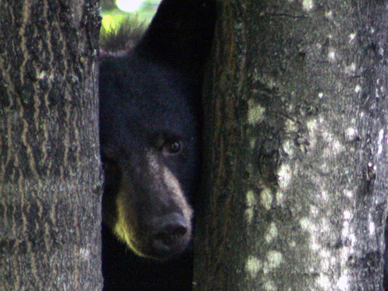 Black Bear Peek a Boo