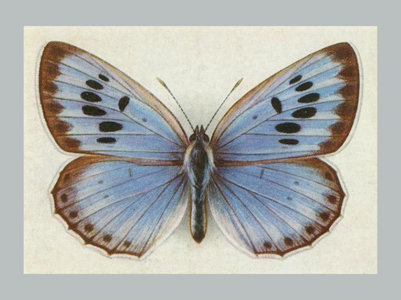 Blue Butterfly