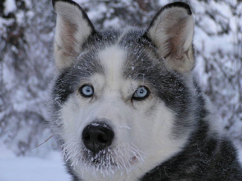 Blue Eyes Small