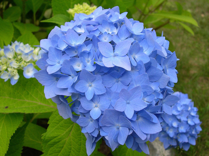 Blue Hydrangea