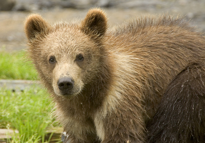 Brown Bear Cubs