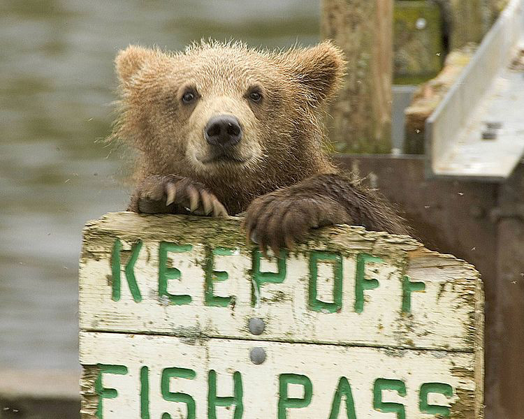 Brown Bear