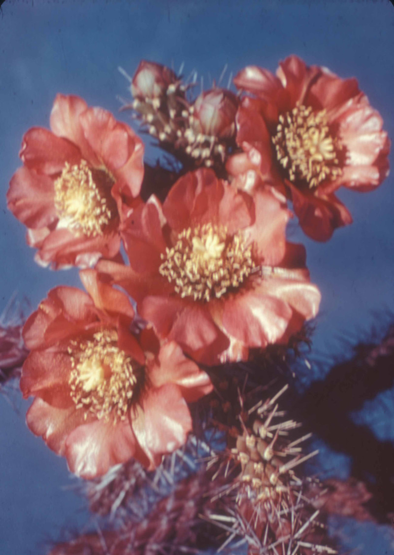 Buckhorn Cholla in bloom
